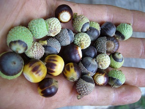 gland quercus prinoides (chene nain)